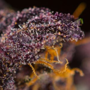 Auto Red Poison – Sweet Seeds – Bild 4