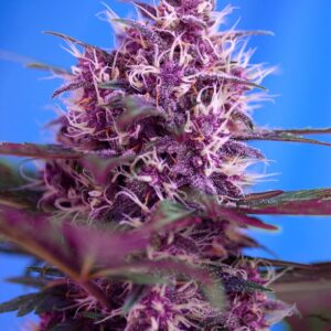 Auto Red Poison – Sweet Seeds – Bild 3