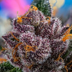Auto Red Strawberry Banana – Sweet Seeds – Bild 3