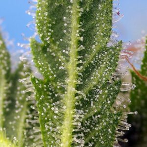 Auto Runtz XL – Sweet Seeds – Bild 3