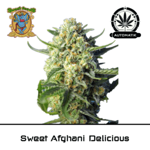 Sweet afghani delicious