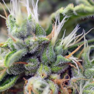 San Fernando Lemon Kush – Sweet Seeds – Bild 3