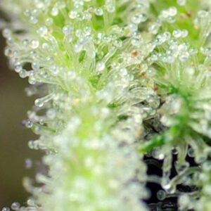 San Fernando Lemon Kush – Sweet Seeds – Bild 4