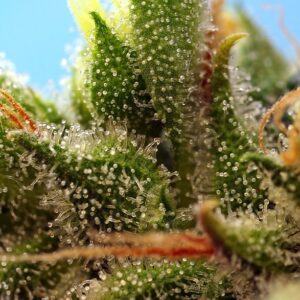 Auto Strawberry Banana Gelato XL – Sweet Seeds – Bild 3