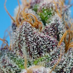 Strawberry Cola Sherbet F1 Fast - Sweet Seeds – Bild 3