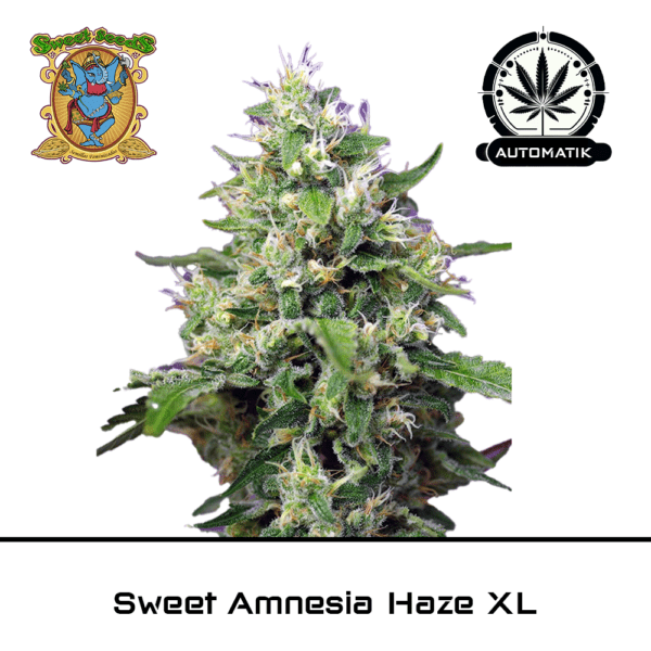 Sweet Amnesia Haze