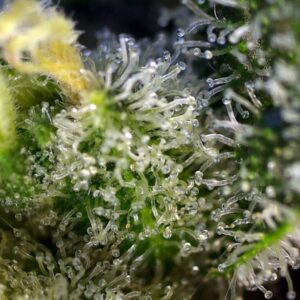Sweet Amnesia Haze – Sweet Seeds – Bild 3