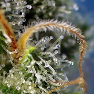 Sweet Amnesia Haze – Sweet Seeds – Bild 4