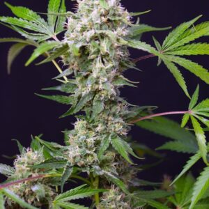 Sweet Amnesia Haze XL Auto - Sweet Seeds – Bild 3