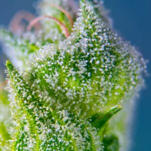 Sweet Amnesia Haze XL Auto - Sweet Seeds – Bild 4