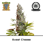 sweet cheese