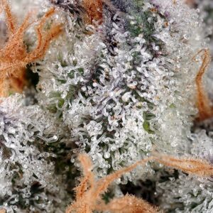 Sweet Cheese – Sweet Seeds – Bild 3