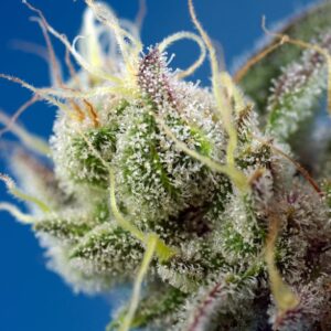 Auto Sweet Cheese XL – Sweet Seeds – Bild 3