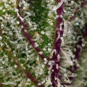Auto Sweet Cheese XL – Sweet Seeds – Bild 4