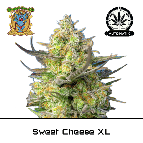 sweet cheese xl