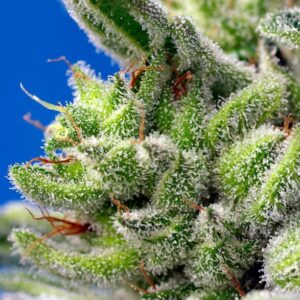 Auto Sweet Gelato - Sweet Seeds – Bild 3