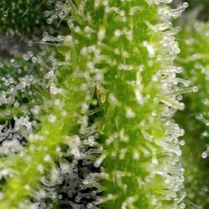 Auto Sweet Gelato - Sweet Seeds – Bild 4