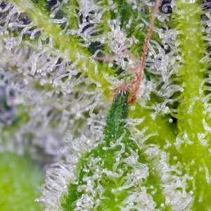 Auto Sweet Mandarine Zkittlez XL - Sweet Seeds – Bild 3