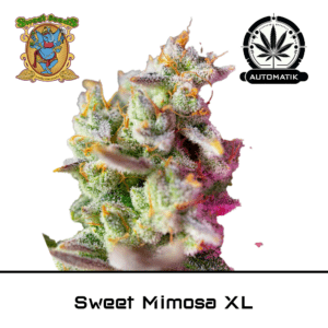 sweet mimosa xl