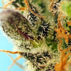 Auto Sweet Zenzation XL - Sweet Seeds – Bild 3