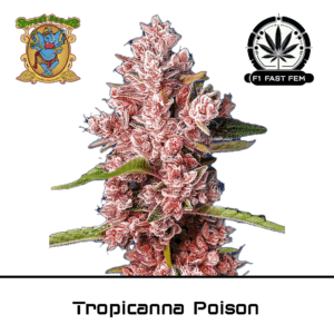 Tropicanna poison f1