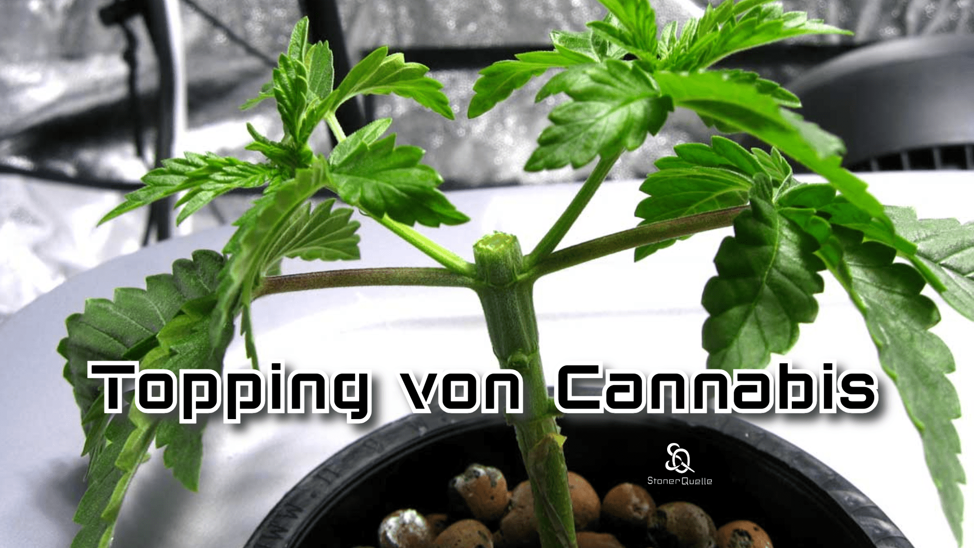 Topping von Cannabis