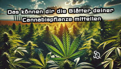 cannabisblätter