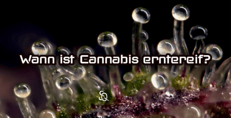 cannabis erntereif