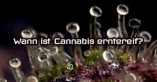 cannabis erntereif