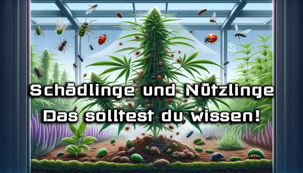 Cannabis Schädlinge