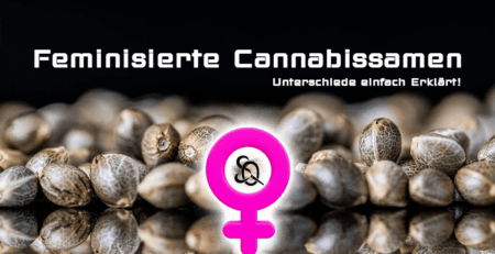 feminisierte Cannabissamen