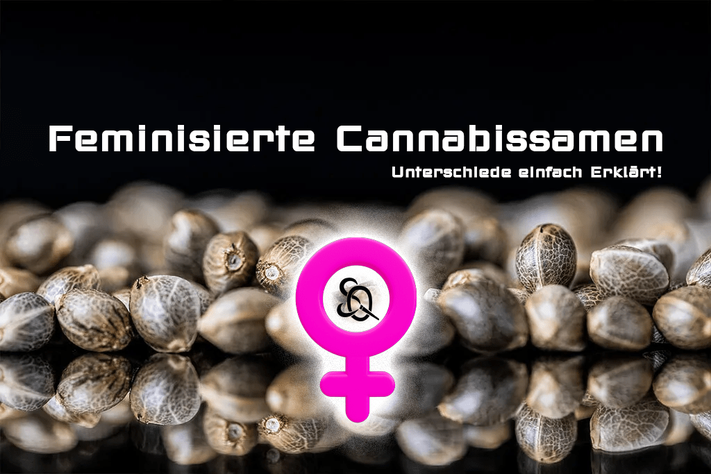 feminisierte Cannabissamen