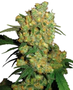 Big Bud
