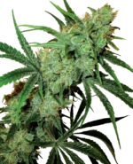 Sensi Seeds Fruity Juice