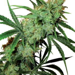 Sensi Seeds Fruity Juice