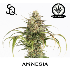 amnesia auto