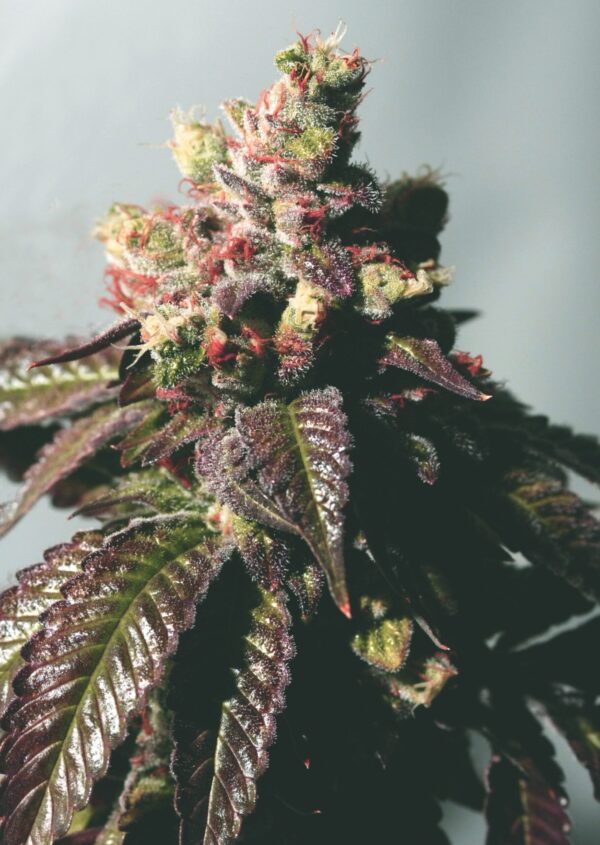 passion berry