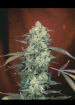 Serious Seeds AK47