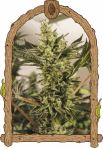 banana mash auto