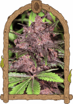 Black Haze Auto