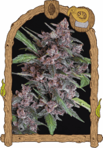 black lemon auto