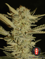 Serious Seeds Bubble Gum
