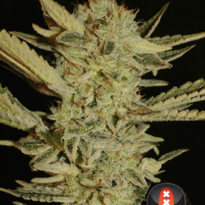 Serious Seeds Bubble Gum