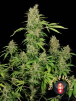 CBD Warlock