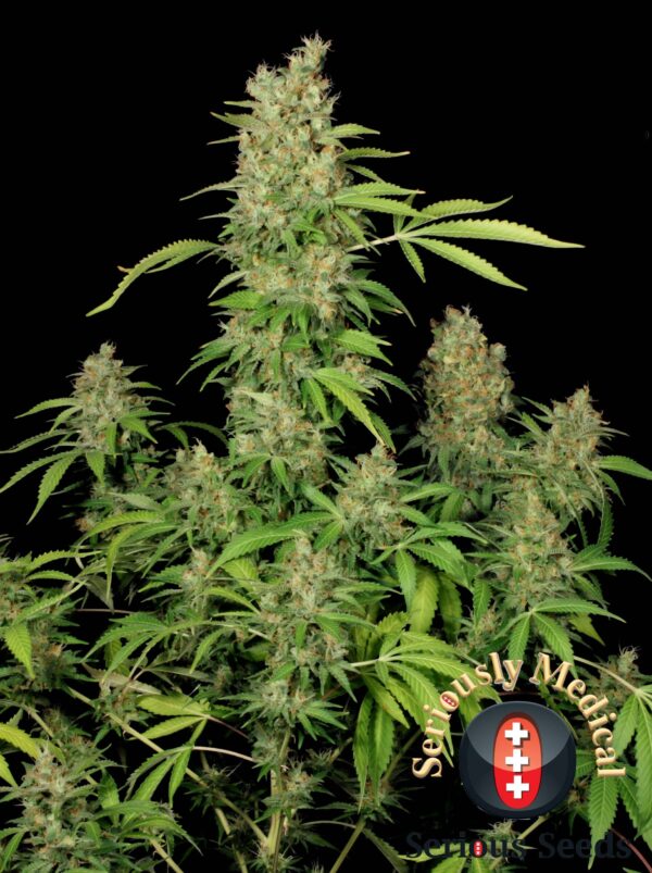 Serious Seeds CBD Chronic