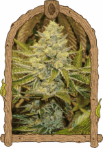 Exotic Seed Exotic Animal