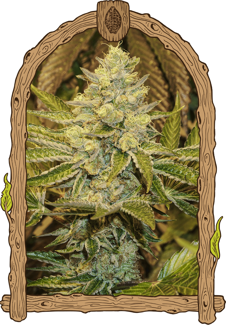 Exotic Seed Exotic Animal