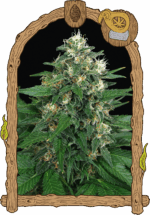 Exotic Seed Exotic Thai