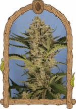 Exotic Seed Herz OG Auto