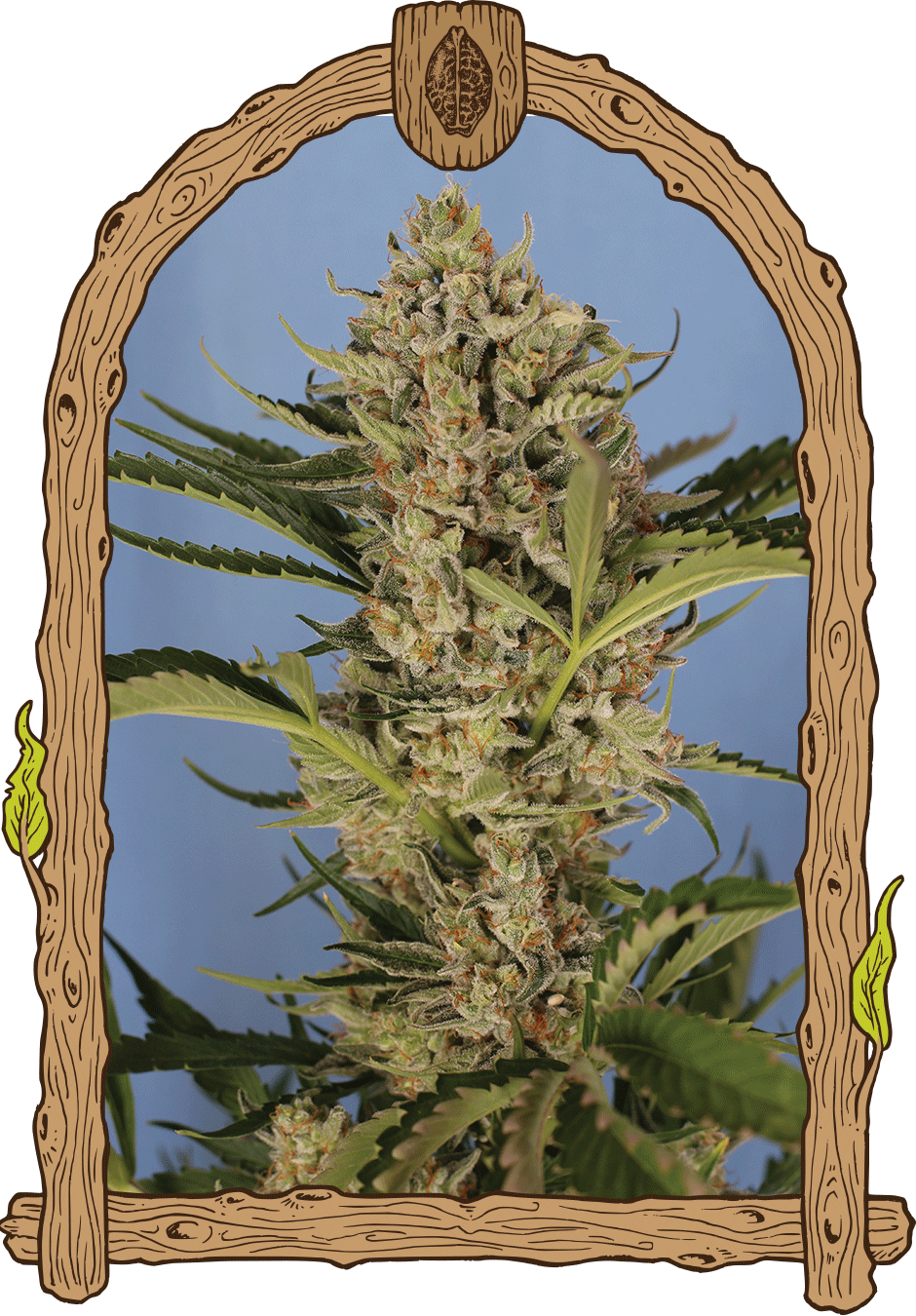Exotic Seed Herz OG Auto